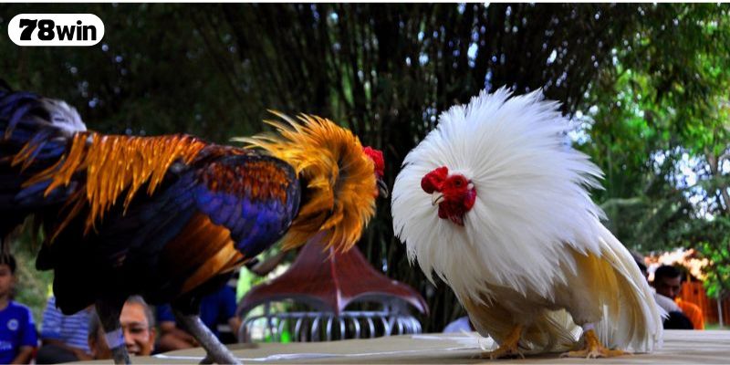 Tại sao cần phải quan tâm đến màu mạng gà đá?